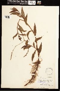 Persicaria punctata image