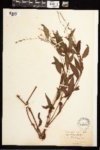 Persicaria punctata image