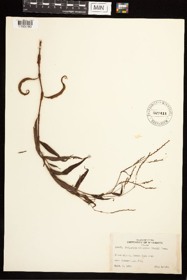 Persicaria robustior image