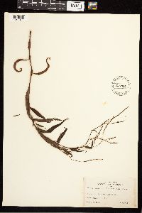 Media resource of Persicaria robustior