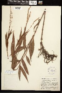 Persicaria robustior image