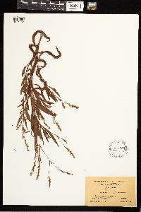 Persicaria robustior image