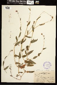 Persicaria sagittata image