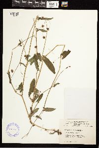 Persicaria sagittata image