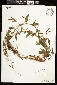 Persicaria sagittata image