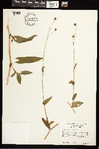 Persicaria sagittata image