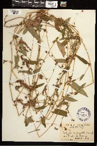 Persicaria sagittata image