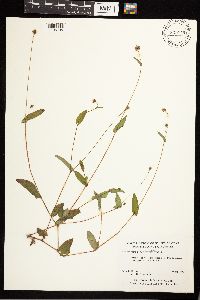 Persicaria sagittata image
