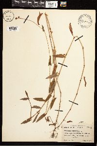 Persicaria sagittata image