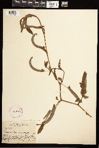 Persicaria sagittata image