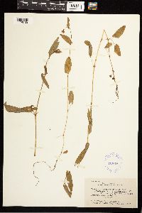 Persicaria sagittata image