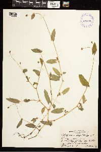 Persicaria sagittata image
