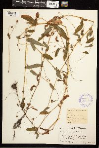 Persicaria sagittata image