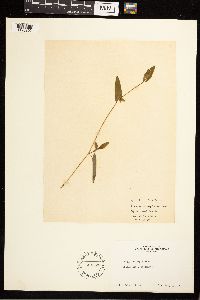 Persicaria sagittata image