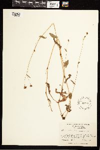 Persicaria sagittata image