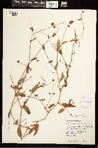 Persicaria sagittata image