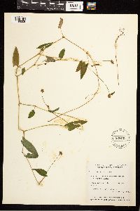 Persicaria sagittata image