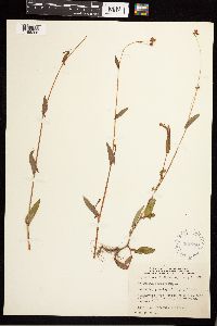 Persicaria sagittata image