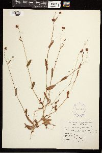 Persicaria sagittata image