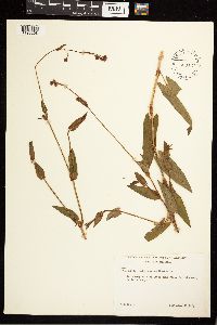 Persicaria sagittata image