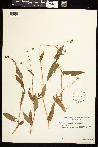 Persicaria sagittata image