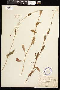 Persicaria sagittata image