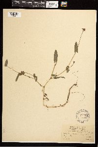 Persicaria sagittata image