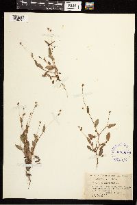 Persicaria sagittata image