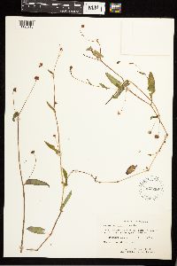 Persicaria sagittata image
