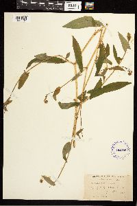 Persicaria sagittata image