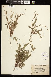 Persicaria sagittata image