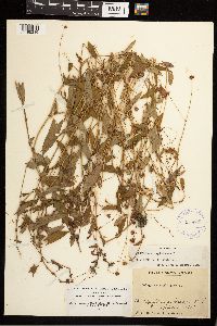 Persicaria sagittata image