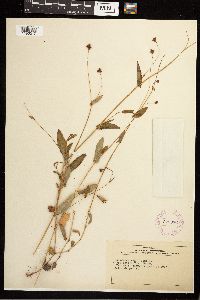 Persicaria sagittata image