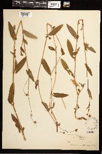 Persicaria sagittata image