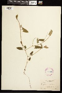 Persicaria sagittata image