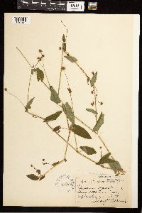 Persicaria sagittata image