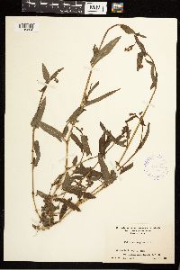 Persicaria sagittata image