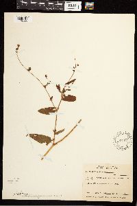 Persicaria sagittata image