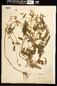 Persicaria sagittata image