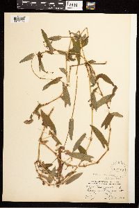 Persicaria sagittata image