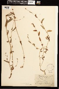Persicaria sagittata image