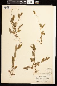 Persicaria sagittata image
