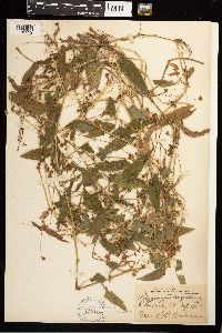 Persicaria sagittata image