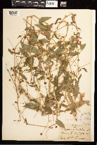 Persicaria sagittata image