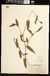 Persicaria sagittata image