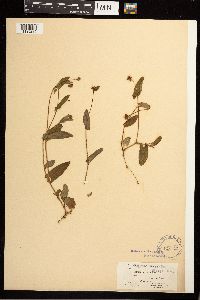 Persicaria sagittata image