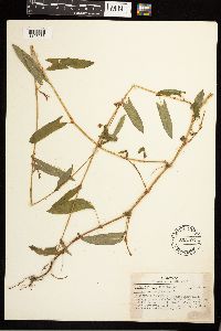 Persicaria sagittata image