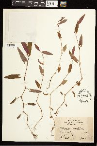 Persicaria sagittata image