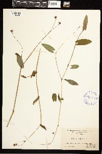 Persicaria sagittata image