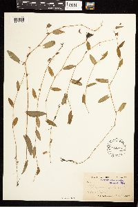 Persicaria sagittata image